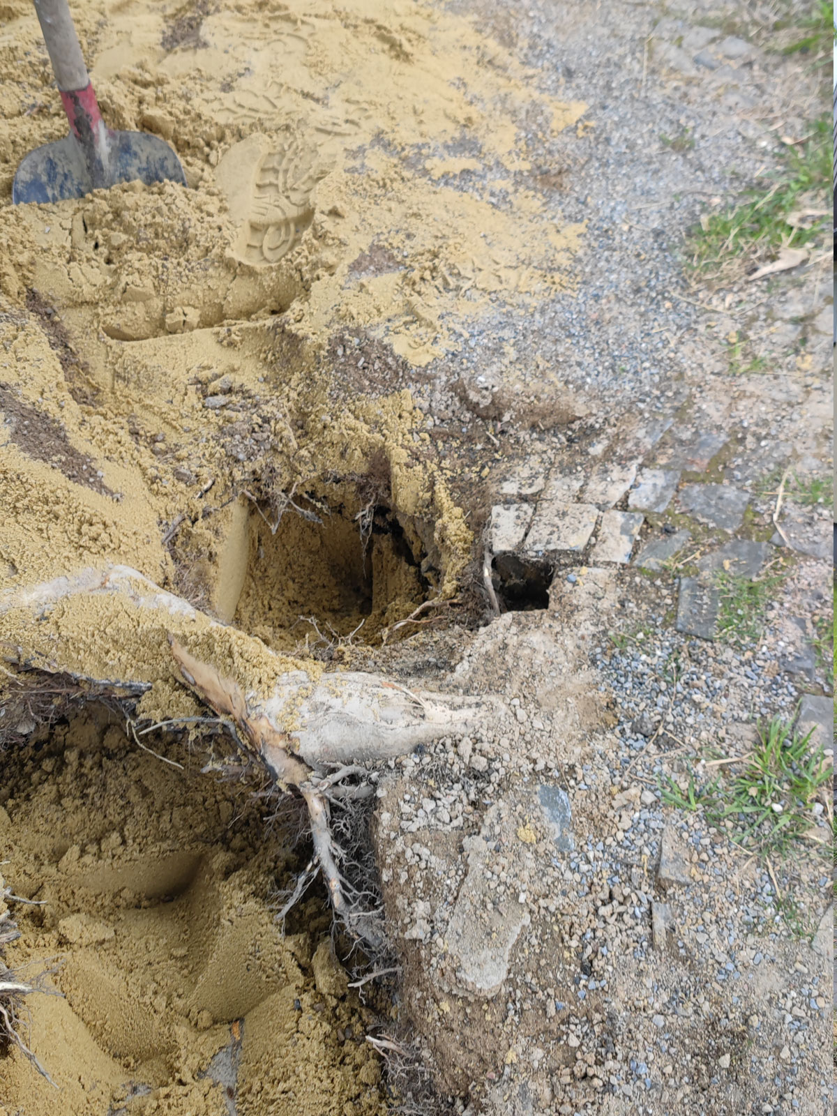 saugbagger-verleih-weitere-einsatzmoeglichkeiten-wurzeln
